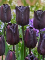 80x Tulpen 'Continental'  bloembollen met bloeigarantie