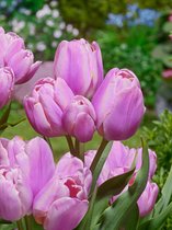 80x Tulpen 'Blue heaven'  bloembollen met bloeigarantie