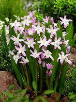 200x Sneeuwroem 'Chionodoxa pink giant'  bloembollen met bloeigarantie
