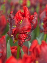 60x Tulpen 'Rococo'  bloembollen met bloeigarantie