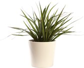 Plant in hydrocultuur systeem van Botanicly: Drakenboom met weinig onderhoud – in crème kleurig hydrocultuur sierpot – Hoogte: 25 cm – Dracaena Marginata