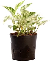 Plant in hydrocultuur systeem van Botanicly: Epipremnum pinatum Mable Queen met weinig onderhoud – Hoogte: 5 cm