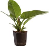 Plant in hydrocultuur systeem van Botanicly: Philodendron imperial Green met weinig onderhoud – Hoogte: 25 cm