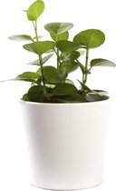 Plant in hydrocultuur systeem van Botanicly: Cissus rotundifolia met weinig onderhoud – in wit kleurig hydrocultuur sierpot – Hoogte: 5 cm