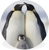 Pingouin - Famille - Neige 1