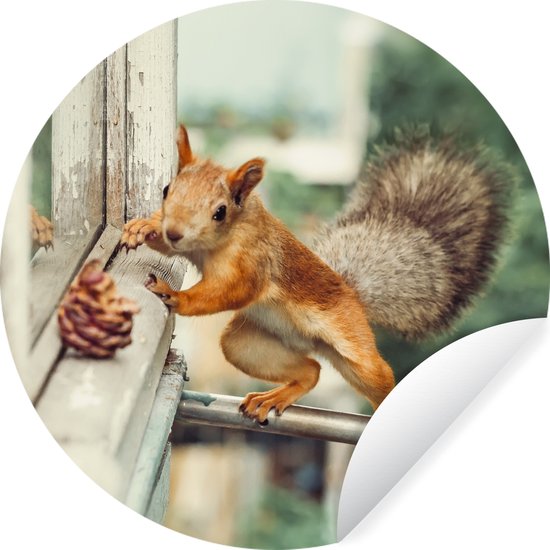 Papier peint cercle - écureuil - fenêtre - automne - pomme de pin - 80x80 cm - mur cercle - autocollant - papier peint autocollant
