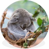 WallCircle - Wandcirkel ⌀ 140 - Koala - Takken - Slapen - Kinderen - Jongens - Meiden - Ronde schilderijen woonkamer - Wandbord rond - Muurdecoratie cirkel - Kamer decoratie binnen - Wanddecoratie muurcirkel - Woonaccessoires