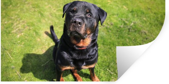 Stickers muraux - Film autocollant - Rottweiler regarde son propriétaire - 40x20 cm - Film adhésif - Stickers muraux chambre d'enfant - Papier peint autocollant