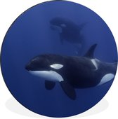 WallCircle - Wandcirkel - Muurcirkel - Twee orka's in helder water - Aluminium - Dibond - ⌀ 140 cm - Binnen en Buiten