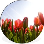 WallCircle - Wandcirkel - Muurcirkel - Rode tulpen en het zonlicht - Aluminium - Dibond - ⌀ 90 cm - Binnen en Buiten