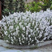 100 x Lavandula angustifolia Edelweiss - Witte Lavendel in 9x9cm pot met hoogte 5-10cm