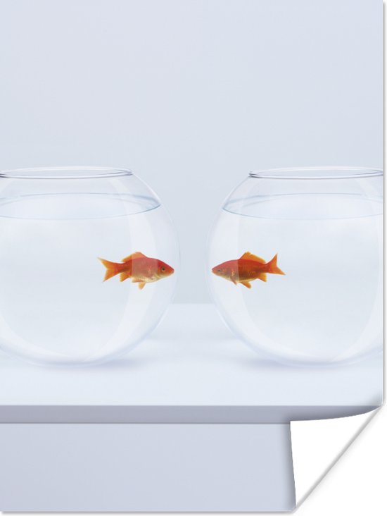 Twee goudvissen in aparte vissenkommen op een witte achtergrond poster papier 30x40 cm - klein - Foto print op Poster (wanddecoratie woonkamer / slaapkamer)