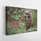 Canvas schilderij - Owl on the tree. Hidden portrait of Long-eared Owl with big orange eyes behind larch tree trunk, wild animal in the nature habitat, Sweden. Wildlife scene from