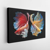 Canvas schilderij - The moving moment beautiful of red and yellow siamese betta fish-     -   1105238465 - 50*40 Horizontal