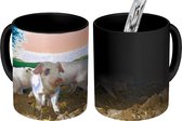 Magische Mok - Foto op Warmte Mokken - Koffiemok - Varkens - Dieren - Landschap - Magic Mok - Beker - 350 ML - Theemok