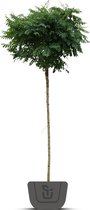 Bolacacia | Robinia pseudoacacia Umbraculifera | Stamomtrek: 14-16 cm | Stamhoogte: 220 cm