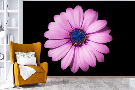 Papier peint Papier peint photo en vinyle - Marguerite rose sur fond noir largeur 420 cm x hauteur 280 cm - Tirage photo sur papier peint (disponible en 7 tailles)