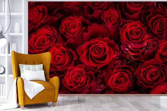 Papier peint photo peint photo vinyle - Roses rouges en fleurs largeur 420 cm x hauteur 280 cm - Tirage photo sur papier peint (disponible en 7 tailles)