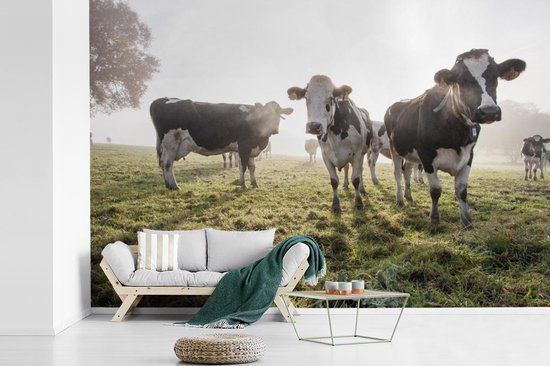 Papier peint vinyle - Un matin brumeux avec les vaches frisonnes dans le pâturage largeur 330 cm x hauteur 220 cm - Tirage photo sur papier peint (disponible en 7 tailles)