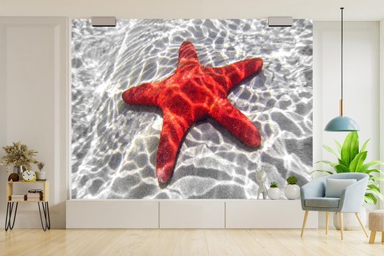 Papier peint Papier peint photo en vinyle - Une étoile de mer rouge est visible sous l'eau largeur 350 cm x hauteur 260 cm - Tirage photo sur papier peint (disponible en 7 tailles) / Mer et plage