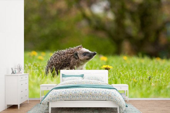 Papier peint photo peint photo vinyle - Jeune hérisson avec un pissenlit largeur 420 cm x hauteur 280 cm - Tirage photo sur papier peint (disponible en 7 tailles)
