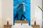 Behang - Fotobehang Twee orkas onder water - Breedte 120 cm x hoogte 240 cm