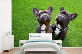 Behang - Fotobehang Franse Bulldog - Gras - Halsband - Breedte 330 cm x hoogte 220 cm