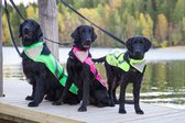 RukkaPets - Reflecterende Veiligheidsbandana voor Honden - Emerald - Medium