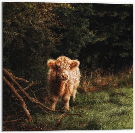 Dibond - Kleine Schotse Hooglander - 50x50cm Foto op Aluminium (Wanddecoratie van metaal)