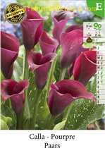 2 knollen CALLA_ZANTEDESCHIA PAARS