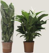 Kamerplant van Botanicly – Lepelplant  – Hoogte: 101 cm – Spathiphyllum Sweet Lauretta