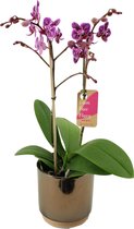 Orchidee van Botanicly – Vlinder orchidee in gouden keramiek pot 'Julia' als set – Hoogte: 50 cm, 2 takken – Phalaenopsis Multiflora Tessa
