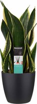 Kamerplant van Botanicly – Vrouwentongen incl. sierpot zwart als set – Hoogte: 55 cm – Sansevieria Fire