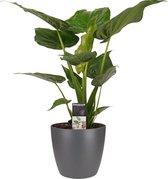 Kamerplant van Botanicly – Olifantsoor incl. sierpot antraciet als set – Hoogte: 65 cm – Alocasia Cucullata