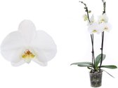 Orchidee van Botanicly – Vlinder orchidee – Hoogte: 55 cm, 2 takken – Phalaenopsis Dame Blanche