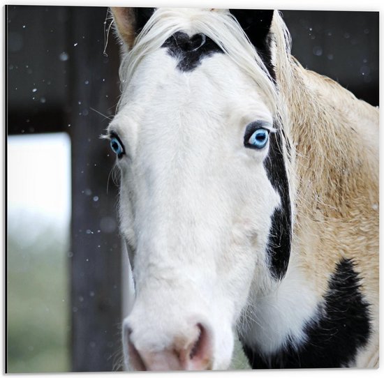 Dibond - Bont Paard met Twee Maanogen - 50x50cm Foto op Aluminium (Wanddecoratie van metaal)