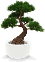 Pinus Bonsai x5 Deluxe 80 cm op voet