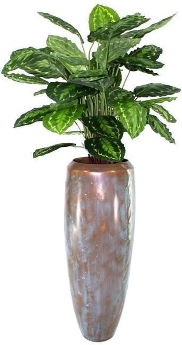 Calathea Rosea Picta 80cm