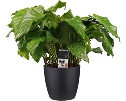 Calathea Network met Elho brussels living black - Hoogte 50cm Potmaat 17 - Bektas Plants
