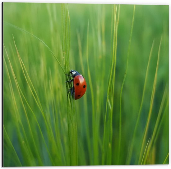 Dibond - Rood Lieveheersbeestje op Groene Grassen - 50x50cm Foto op Aluminium (Wanddecoratie van metaal)