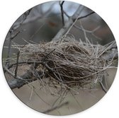 Dibond Wandcirkel - Vogelnest op Takken van Boom - 70x70cm Foto op Aluminium Wandcirkel (met ophangsysteem)