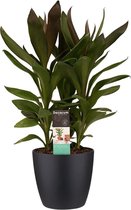 Kamerplant van Botanicly – Cordyline Fruticosa Glauca incl. sierpot zwart als set – Hoogte: 60 cm