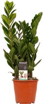 Hellogreen Kamerplant - Zamioculcas - 45 cm