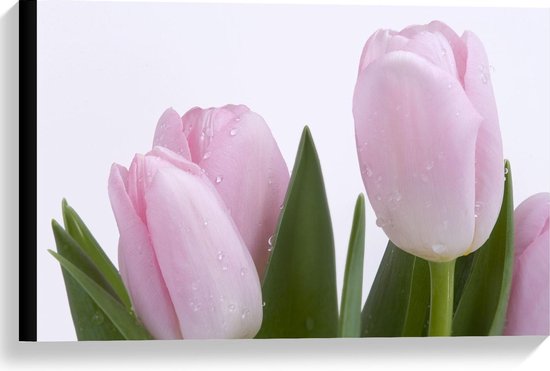 Canvas  - Roze Tulpen met Druppels - 60x40cm Foto op Canvas Schilderij (Wanddecoratie op Canvas)