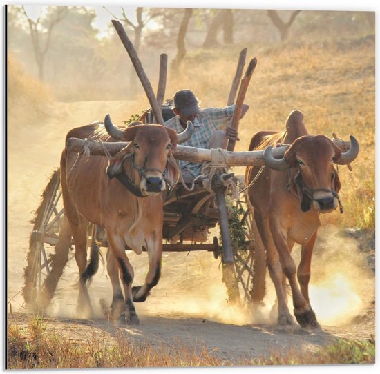 Dibond - Man Op een Ossenwagen - 50x50cm Foto op Aluminium (Wanddecoratie van metaal)