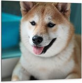 Dibond - Schattige Shiba Hond - 100x100cm Foto op Aluminium (Met Ophangsysteem)