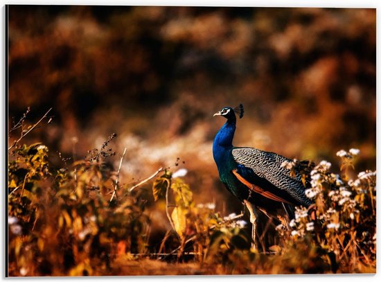 Dibond - Blauwe Pauw in de Natuur - 40x30cm Foto op Aluminium (Wanddecoratie van metaal)