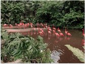 Poster – Groep Flamingo's in het Water - 40x30cm Foto op Posterpapier
