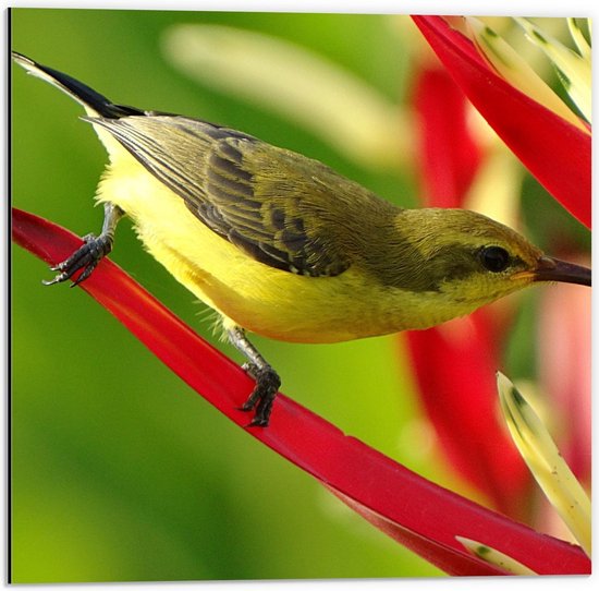 Dibond - Klein Vogeltje op Rood Blad  - 50x50cm Foto op Aluminium (Wanddecoratie van metaal)