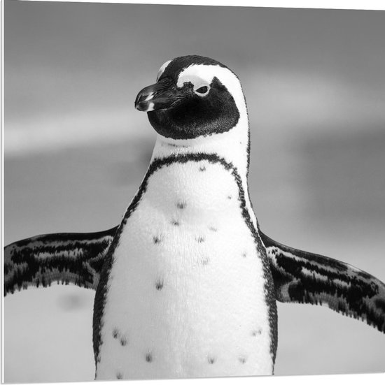 Forex - Zwart Witte Pinguïn  - 80x80cm Foto op Forex